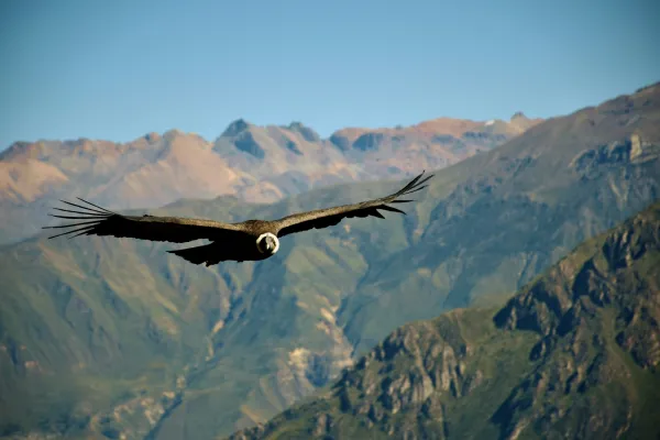 Colca Majestuoso